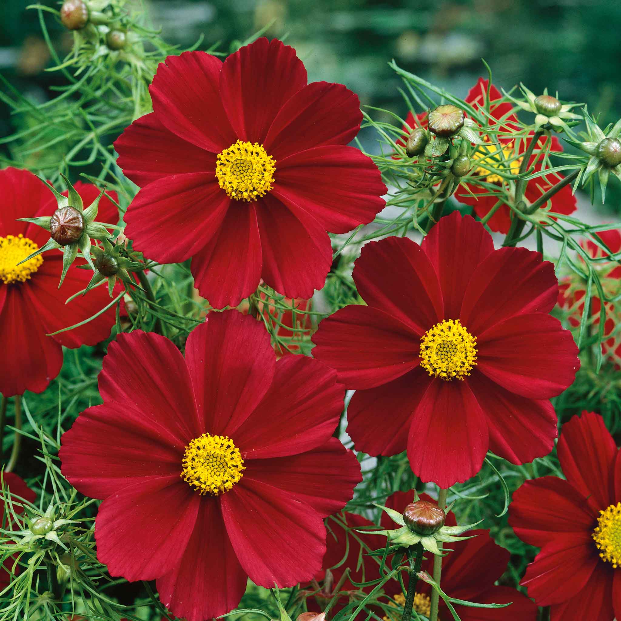 cosmos-versailles-tetra-red-ndp-1