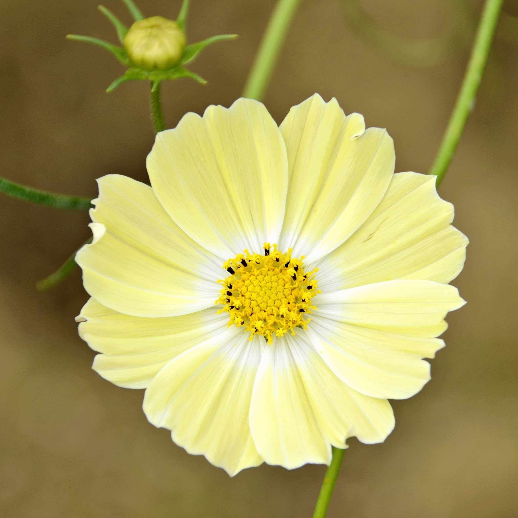 cosmos-xanthos-aly-2