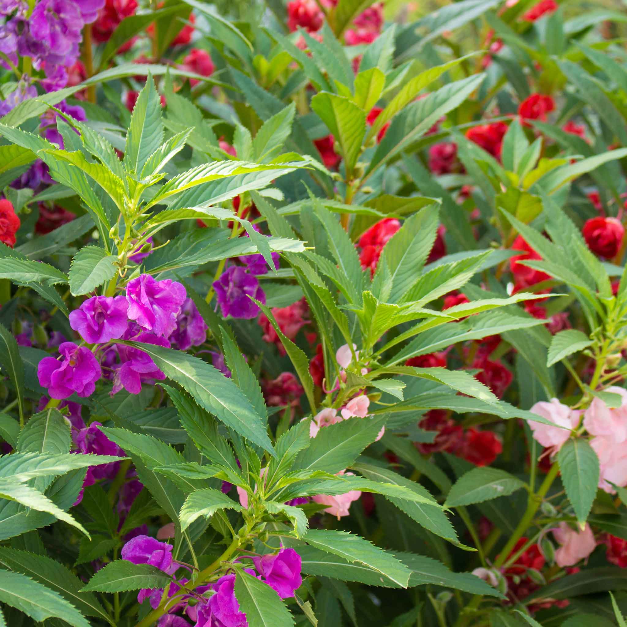 impatiens-balsam-shk-1