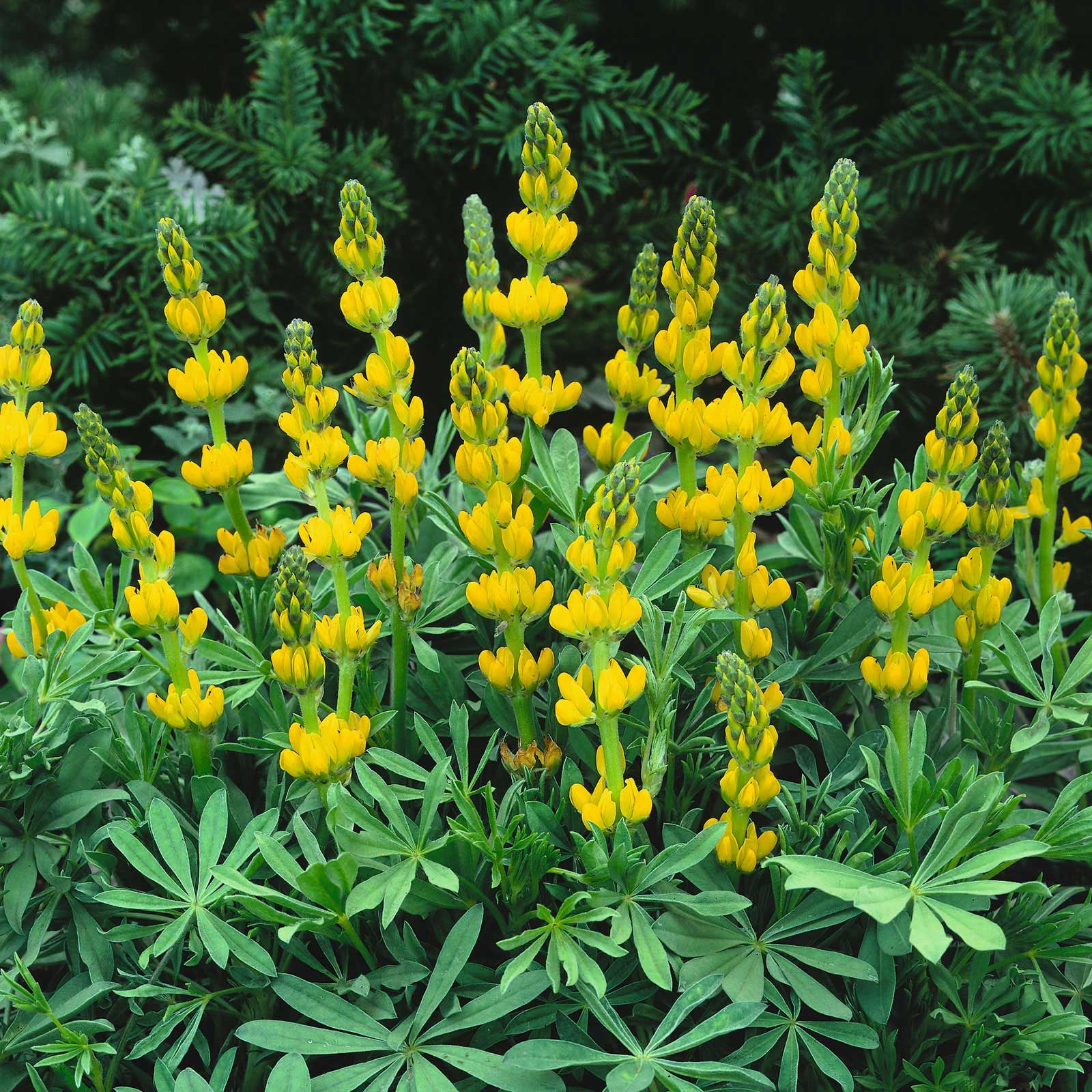 lupine-golden-yellow-ndp-2