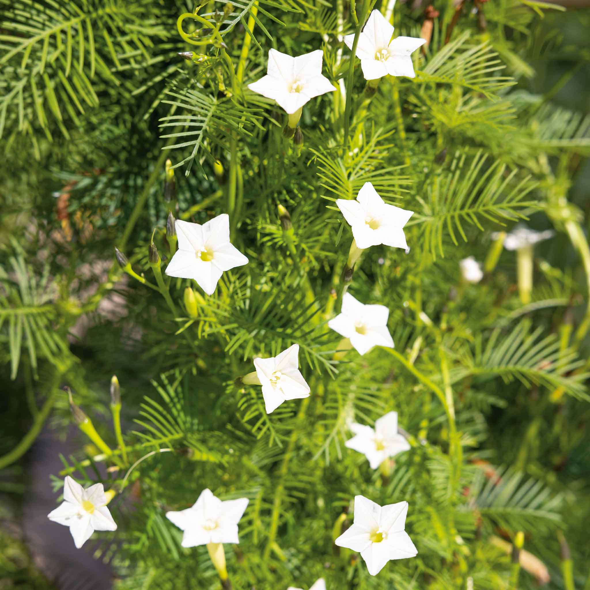 morning-glory-cardinal-climber-white-ndp-2