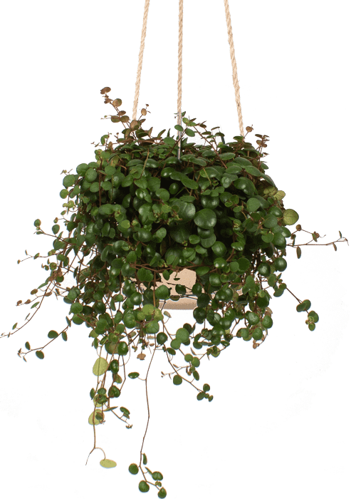 peperomia-pepperspot-15-lago
