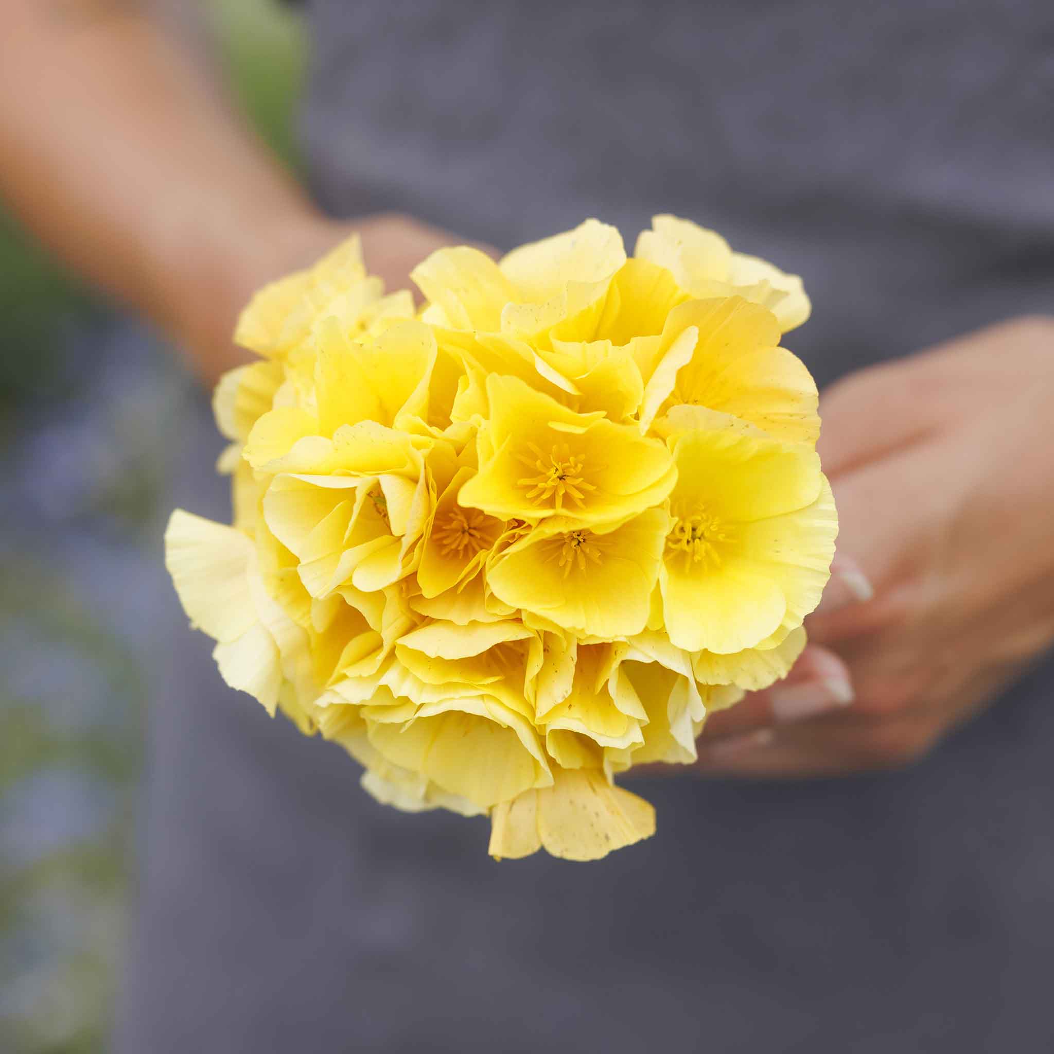 poppy-chrome-queen-mac-1